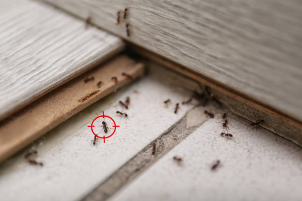 Best Pest Control Near Me in Milbank, SD