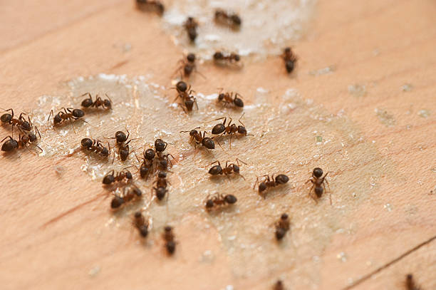 Best Wasp Removal Services  in Milbank, SD